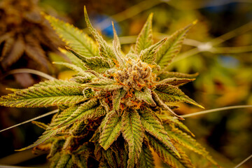 Medical marijuana or Cannabis cultivation  leaves. making medicine and herb product.Alternative medicine concepts.