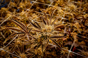 Medical marijuana or Cannabis cultivation  leaves. making medicine and herb product.Alternative...