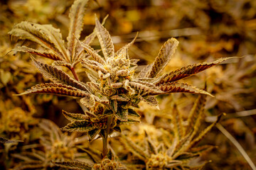 Medical marijuana or Cannabis cultivation  leaves. making medicine and herb product.Alternative...
