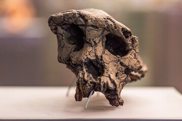 Sahelanthropus tchadensis is an extinct species of the hominid dated to about 7 million years ago - 778655293