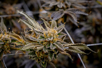 Medical marijuana or Cannabis cultivation  leaves. making medicine and herb product.Alternative...