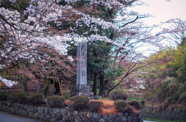 滋賀県多賀町の胡宮神社の社号標と桜 - obrazy, fototapety, plakaty
