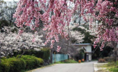 滋賀県甲良町にある三川分水公園の枝垂れ桜