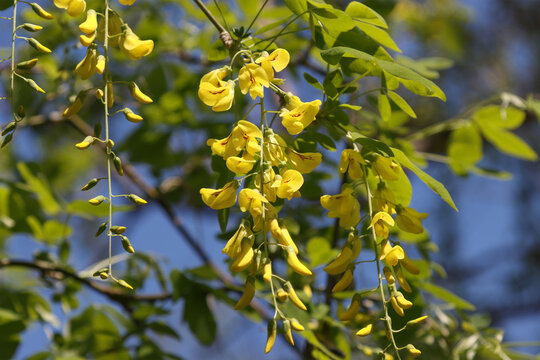 Flowering of anagiraceae in the garden.