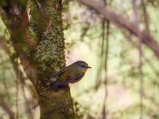 Yellow Robin Leans