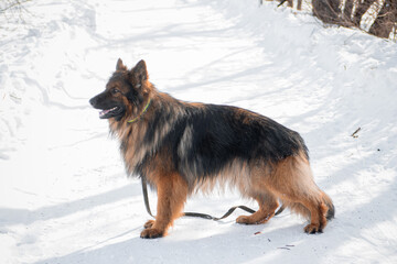 German Shepherd poses standing against the backdrop of a winter park.
