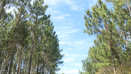 pine trees grass and sky