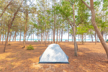 Camping tent on the sea beach under pine tree.