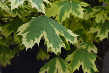 White maple leaves on a branch.