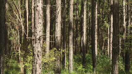 Fototapeta premium Pine forest