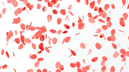 Red rose flower petals isolated on white background. Valentine's day concept.