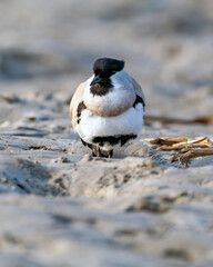 A Beautiful photograph of A Bird. Bird: River lapwing.