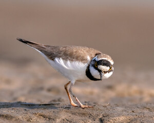 Close up of Little Ringed Plover.