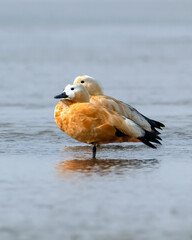 Two Ruddy Shelducks in a lake.