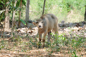 Fototapeta premium A baby buffalo walks on the grass.
