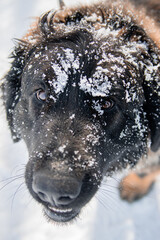 Portrait of a purebred dog breed Leonberger on the background of a winter park.