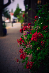 Fototapeta na wymiar Una calle florecida de una tarde primaveral