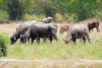 Fototapeta premium A herd of buffalo grazes in the green fields.