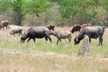 Obraz premium A herd of buffalo grazes in the green fields.
