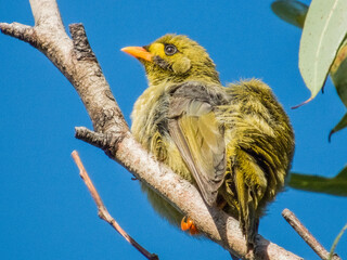Bell Miner in New South Wales, Australia
