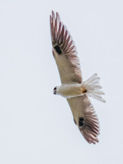 Black-shouldered Kite in New South Wales, Australia