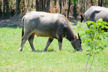 Fototapeta premium A herd of buffalo grazes in the green fields.