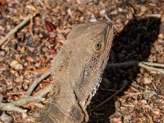 Eastern Water Dragon in New South Wales, Australia