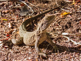 Eastern Water Dragon in New South Wales, Australia