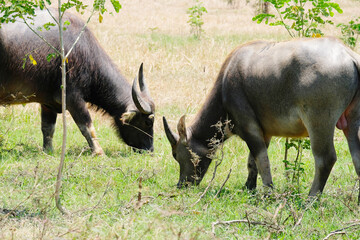 A herd of buffalo grazes in the green fields.
