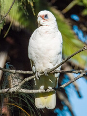 Little Corella in New South Wales, Australia