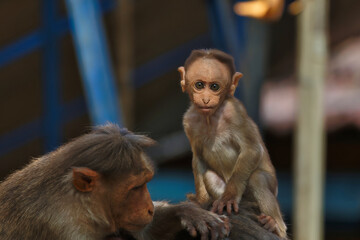 Cute little baby monkeys having fun at Bandipur National Park staring at people. Best fit for the wallpaper. 