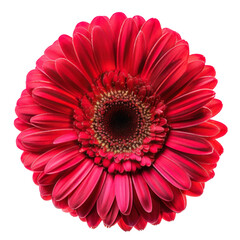Set of gerbera flower isolated on white background
