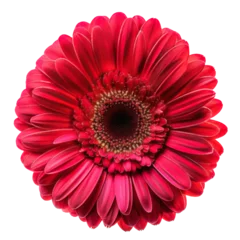 Tuinposter Set of gerbera flower isolated on white background © Jo