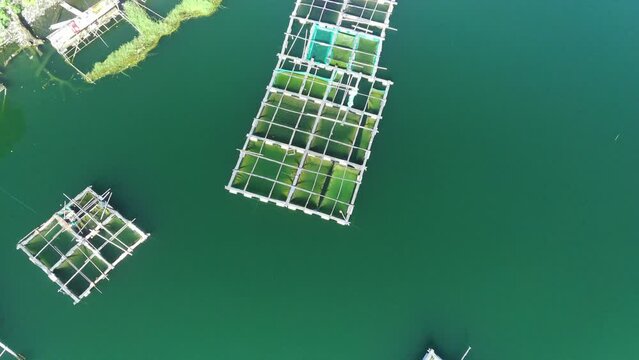 aerial drone photo shows a group of square fish cages floating in a turquoise lake. Some lush green hills are in the background. In Lake Ranu Pakis, Lumajang, East Java, Indonesia.