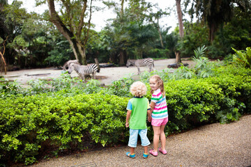 Kids watch zebra at zoo. Children at safari park.