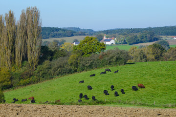 Deutsch-Angus,  Kälber,  Kühe,  Rinder, Weide - obrazy, fototapety, plakaty