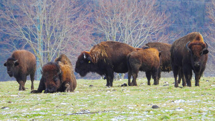 Amerikanische Bison, Bos bison © Peter Oetelshofen