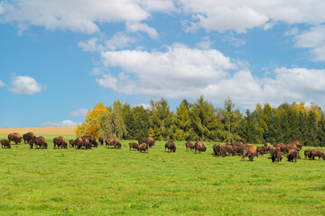 Amerikanische Bison, Bos bison - obrazy, fototapety, plakaty
