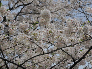 東京・文京区立江戸川公園付近の神田川沿いの桜