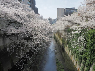 東京・文京区立江戸川公園付近の神田川沿いの桜