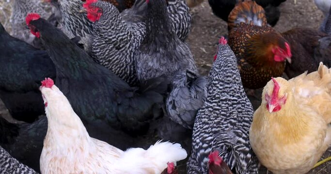 Close up view of cage free range chickens in the farm.