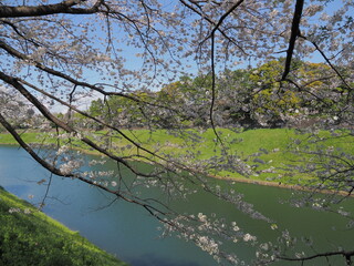 東京・千代田区立千鳥ヶ淵公園付近の桜