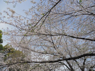 東京・千代田区立千鳥ヶ淵公園付近の桜