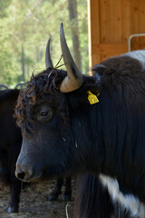 Hausyak, Bos mutus grunniens