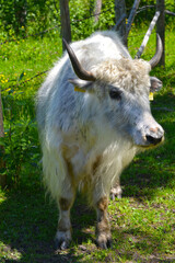 Hausyak, Bos mutus grunniens