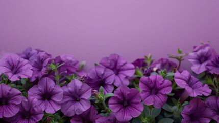 A lush display of purple petunias with green leaves against a soft lavender background, perfect for botanical themes