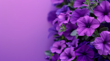 Fototapeta na wymiar Stunning detail of purple petunias cascading on a gradient purple backdrop with ample space for design