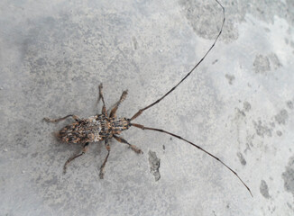 The long-horned beetle is a type of insect that has horns longer than its own body size.