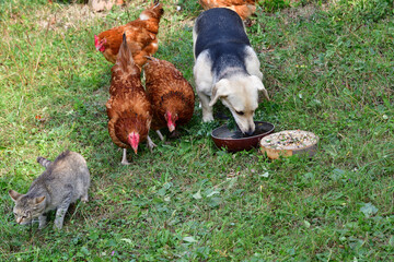 Domestic pets eating together in the village farm as best friends  - 778686844