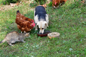Domestic pets eating together in the village farm as best friends 